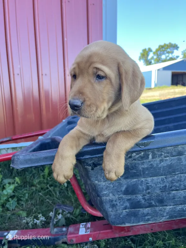 Blue Boy – Labrador Retriever puppy for sale in Paynesville, MN