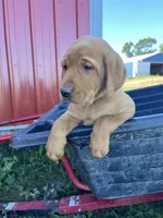 Blue Boy, a male Labrador Retriever for sale in Paynesville, MN – 1 of 7
