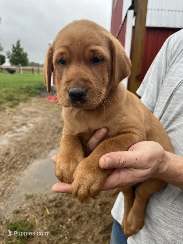 light purple girl – Labrador Retriever puppy for sale in Paynesville, MN
