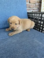 Hot pink girl, a female Labrador Retriever for sale in Paynesville, MN – 1 of 4