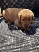 Purple girl, a female Labrador Retriever for sale in Paynesville, MN – 2 of 2