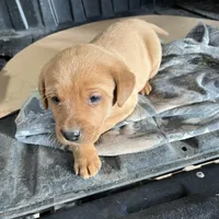 Male blue collar , a male Labrador Retriever for sale in Paynesville, MN – Photo 3 of 6