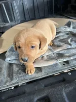 Male #1, a male Labrador Retriever for sale in Paynesville, MN – Photo 3 of 7