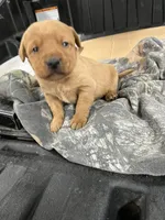 Male #1, a male Labrador Retriever for sale in Paynesville, MN – Photo 7 of 7