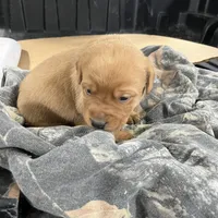 Male blue collar , a male Labrador Retriever for sale in Paynesville, MN – Photo 6 of 6