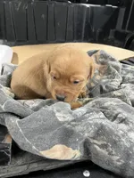 Male #1, a male Labrador Retriever for sale in Paynesville, MN – Photo 6 of 7