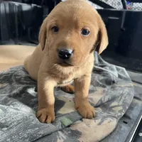 Male blue collar , a male Labrador Retriever for sale in Paynesville, MN – Photo 2 of 6