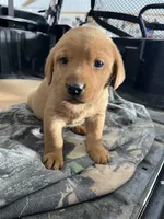 Male #1, a male Labrador Retriever for sale in Paynesville, MN – Photo 2 of 7