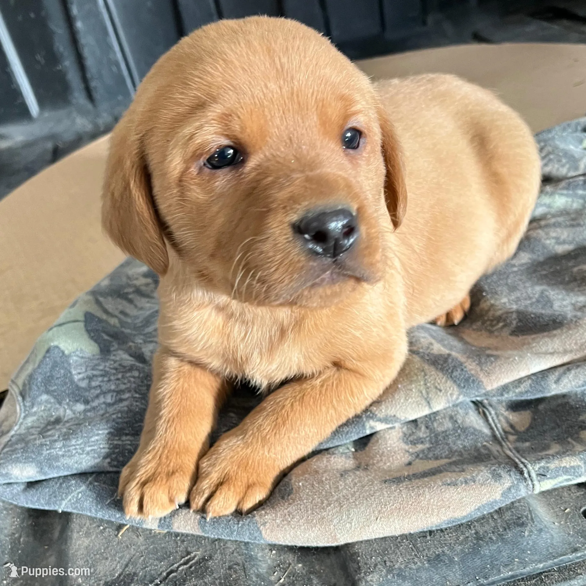 Male #1, a male Labrador Retriever for sale in Paynesville, MN – Photo 1 of 7