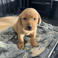 Male blue collar , a male Labrador Retriever for sale in Paynesville, MN – Photo 4 of 6