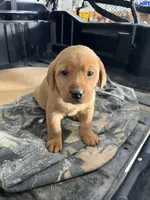 Male #1, a male Labrador Retriever for sale in Paynesville, MN – Photo 4 of 7