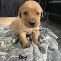 Male blue collar , a male Labrador Retriever for sale in Paynesville, MN – Photo 5 of 6