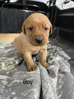 Male #1, a male Labrador Retriever for sale in Paynesville, MN – Photo 5 of 7