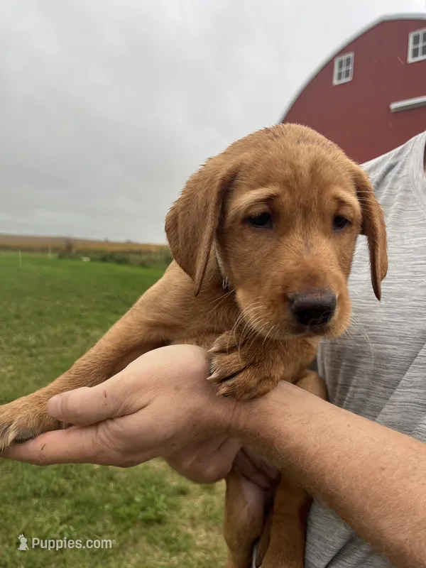 Ivory girl – Labrador Retriever puppy for sale in Paynesville, MN