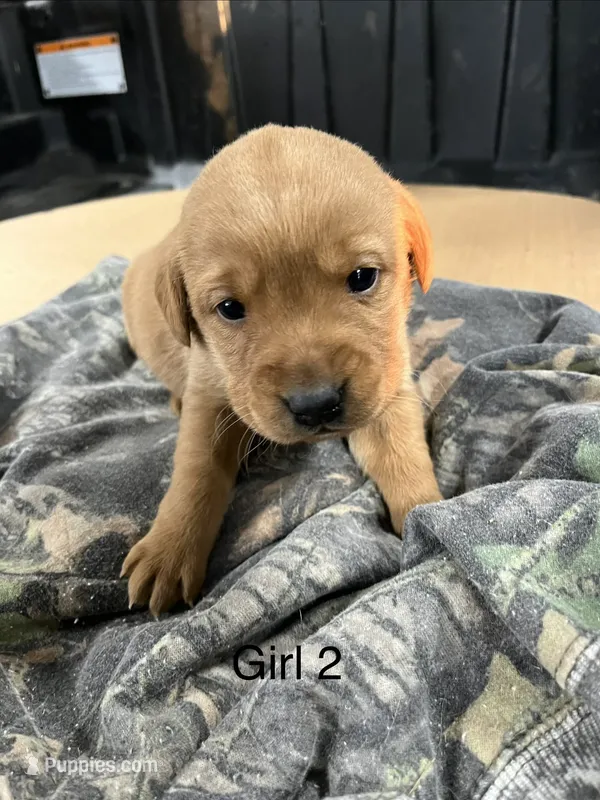 Female #2, a female Labrador Retriever for sale in Paynesville, MN – Photo 1 of 3