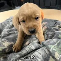 Female #2, a female Labrador Retriever for sale in Paynesville, MN – Photo 1 of 3