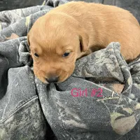 Female #2, a female Labrador Retriever for sale in Paynesville, MN – Photo 3 of 3