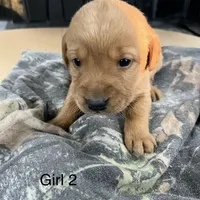 Female #2, a female Labrador Retriever for sale in Paynesville, MN – Photo 2 of 3