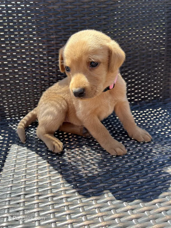 pink girl – Labrador Retriever puppy for sale in Paynesville, MN