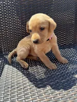 pink girl, a female Labrador Retriever for sale in Paynesville, MN – 1 of 4