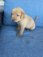 light blue girl, a female Labrador Retriever for sale in Paynesville, MN – 2 of 2