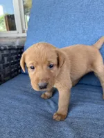 light purple girl, a female Labrador Retriever for sale in Paynesville, MN – 2 of 3