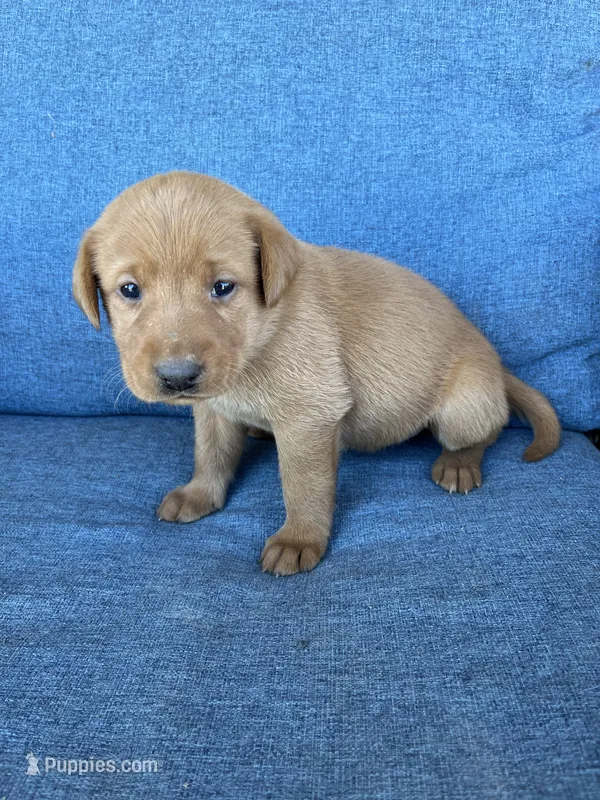 light purple girl – Labrador Retriever puppy for sale in Paynesville, MN