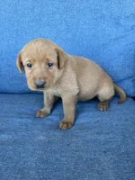 light purple girl, a female Labrador Retriever for sale in Paynesville, MN – 1 of 3