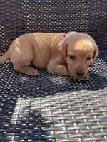 pink girl, a female Labrador Retriever for sale in Paynesville, MN – 4 of 4