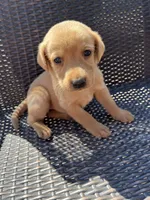 pink girl, a female Labrador Retriever for sale in Paynesville, MN – 2 of 4