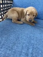 Blue Boy, a female Labrador Retriever for sale in Paynesville, MN – 2 of 4
