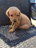 pink girl, a female Labrador Retriever for sale in Paynesville, MN – 3 of 4