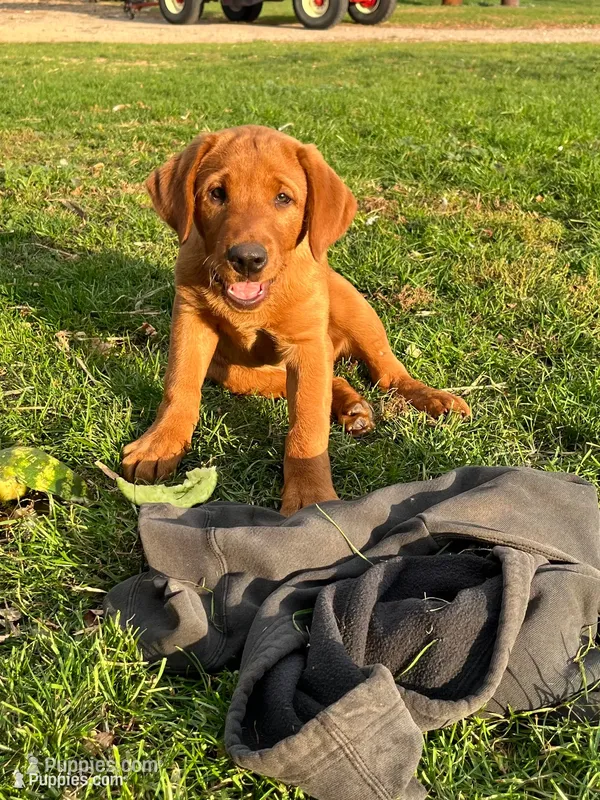 Orange Boy – Labrador Retriever puppy for sale in Paynesville, MN