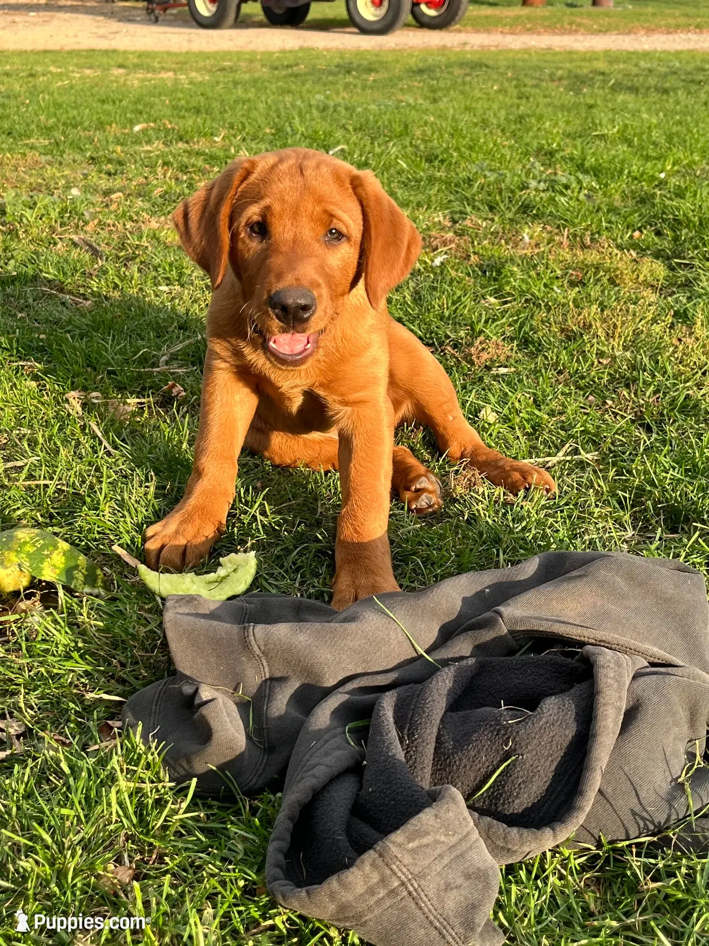 Orange Boy, a male Labrador Retriever for sale in Paynesville, MN – 1 of 3