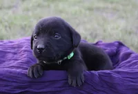 Adorable litter of 9, a male Labrador Retriever for sale in Rutherfordton, NC – Photo 1 of 9