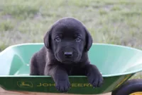 Adorable litter of 9, a male Labrador Retriever for sale in Rutherfordton, NC – Photo 8 of 9