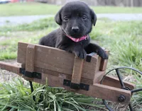 Adorable litter of 9, a male Labrador Retriever for sale in Rutherfordton, NC – Photo 7 of 9