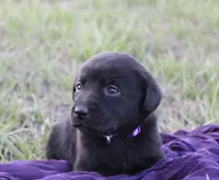 Adorable litter of 9, a male Labrador Retriever for sale in Rutherfordton, NC – Photo 2 of 9