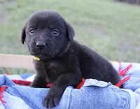 Adorable litter of 9, a male Labrador Retriever for sale in Rutherfordton, NC – Photo 3 of 9