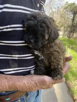 Cinnamon , a female Maltipoo for sale in Granbury, TX – Photo 3 of 3