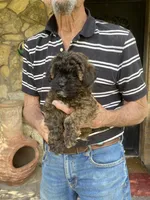 Cinnamon , a female Maltipoo for sale in Granbury, TX – Photo 2 of 3