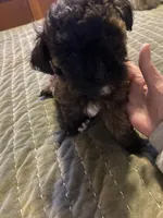 Cinnamon , a female Maltipoo for sale in Granbury, TX – Photo 2 of 3