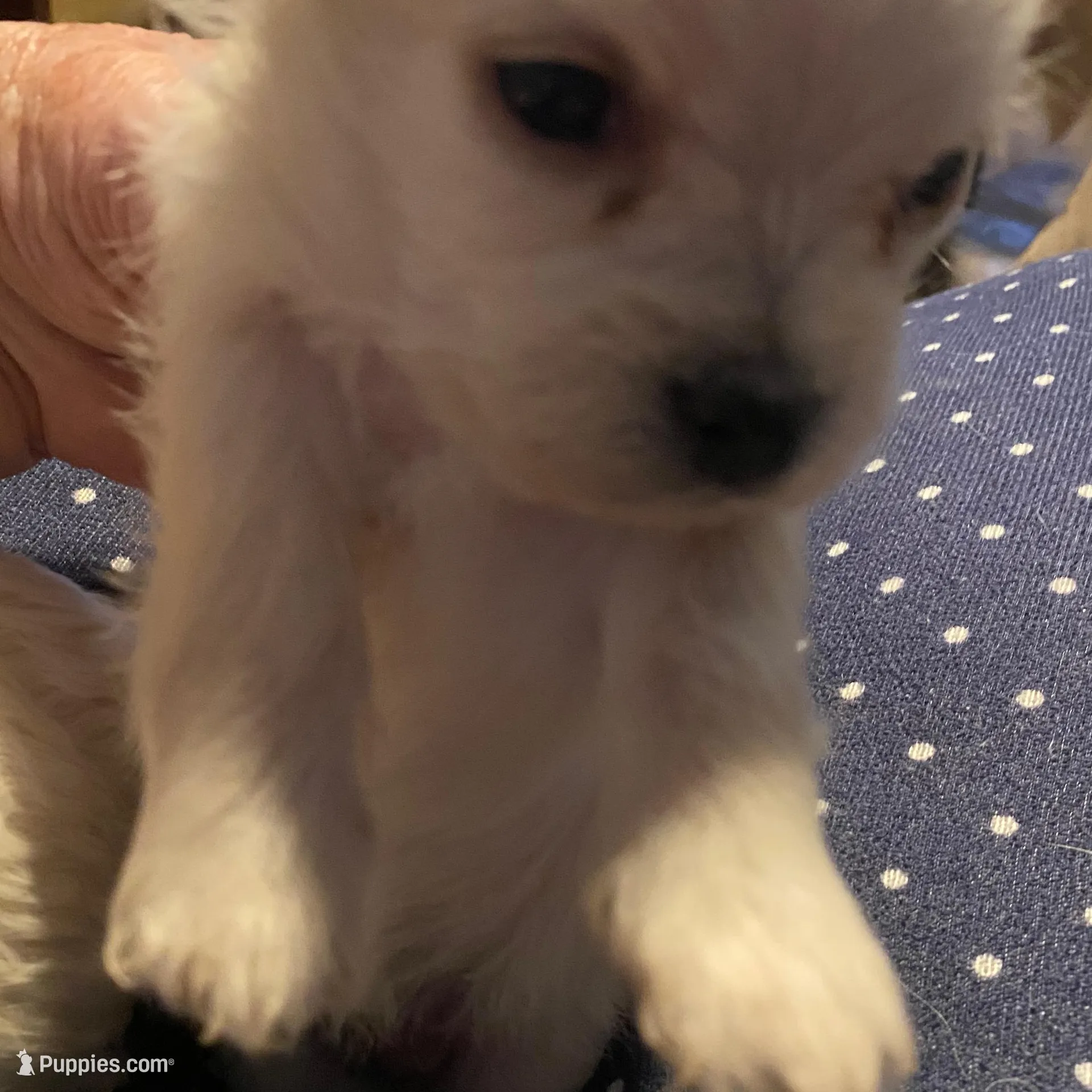 Lola, a female Maltipoo for sale in Granbury, TX – Photo 3 of 3