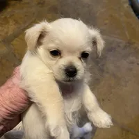 Lola, a female Maltipoo for sale in Granbury, TX – Photo 2 of 3