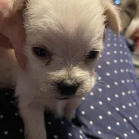 Lola, a female Maltipoo for sale in Granbury, TX – Photo 1 of 3