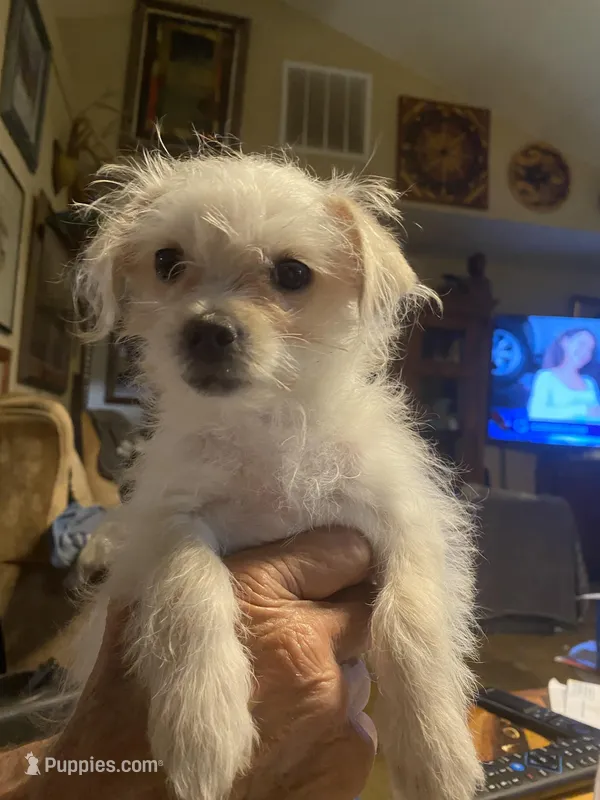 Lola – Maltipoo puppy for sale in Granbury, TX