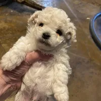 Cody, a male Maltipoo for sale in Granbury, TX – Photo 1 of 5