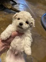 Cody, a male Maltipoo for sale in Granbury, TX – Photo 1 of 2