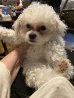 Cody, a male Maltipoo for sale in Granbury, TX – Photo 3 of 5