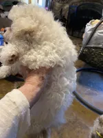 Cody, a male Maltipoo for sale in Granbury, TX – Photo 5 of 5